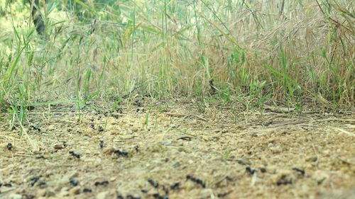 Full frame shot of grass on field