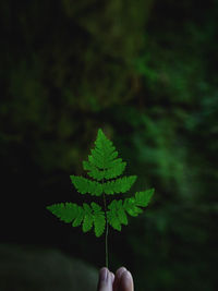 Close-up of hand holding leaf