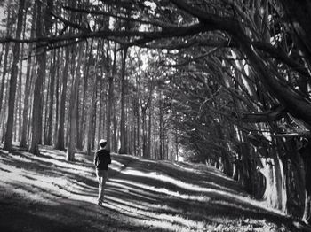 Trees in forest