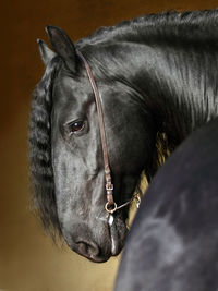 Close-up of black horse