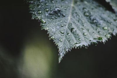 Close-up of frozen water on branch