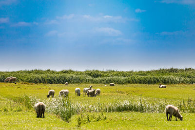 Sheep on a lush green meadow in the dike land