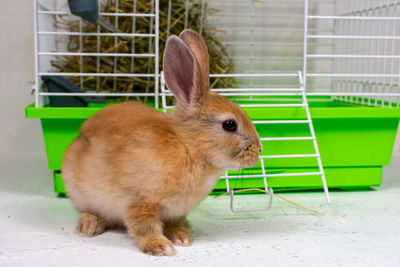 pet