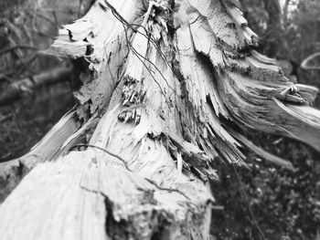 Close-up of tree stump in forest