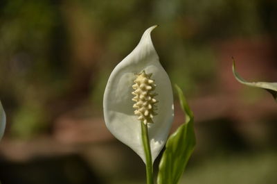 Close-up of white flowering plant