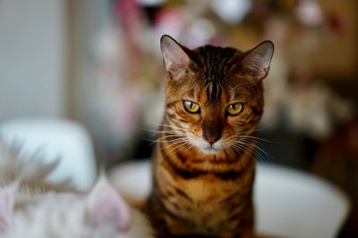 Close-up portrait of a cat