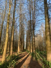 Low angle view of trees