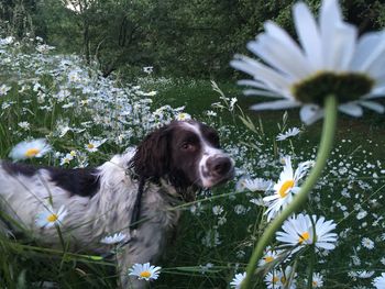 White dog in flower plants