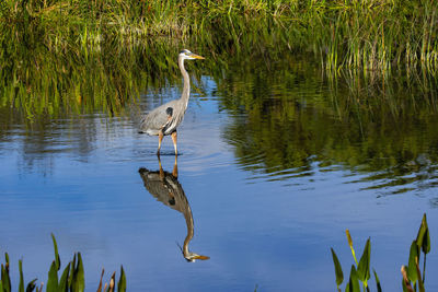 View of birds in lake