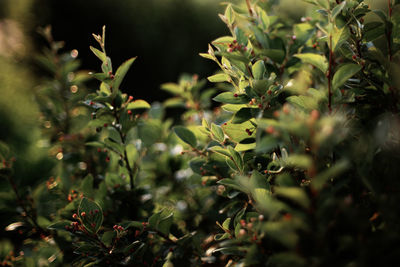 Close-up of fruit growing on tree