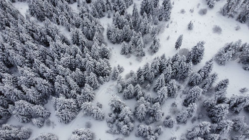 High angle view of snow covered pine trees