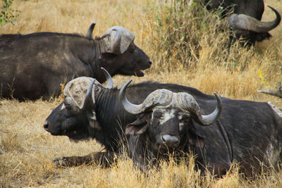 Water buffaloes lying in the sun