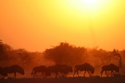 Silhouette horses grazing on landscape against orange sky