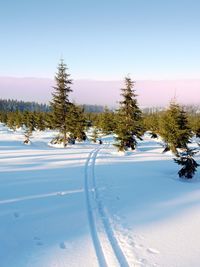 Cross country skiing prints in winter mountains. wintry landscape with cross country skiing ways