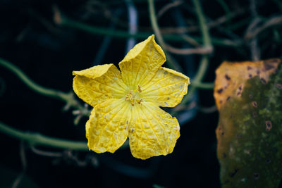 Close-up of yellow rose leaf