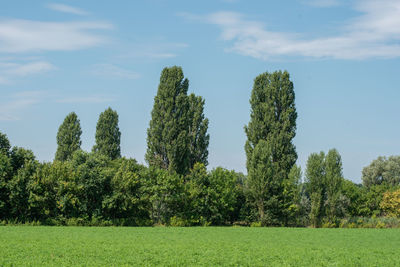 Trees growing on field against sky