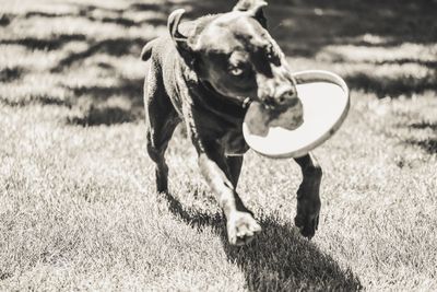 Dog running while carrying disc on field