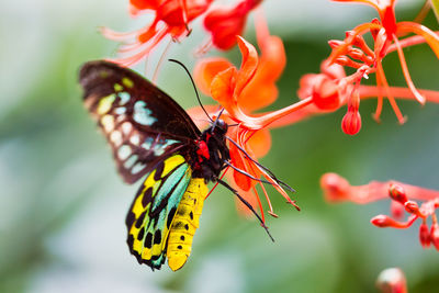 Close-up of butterfly pollinating on orange flower