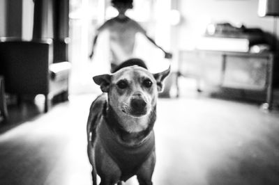 Portrait of dog sitting at home