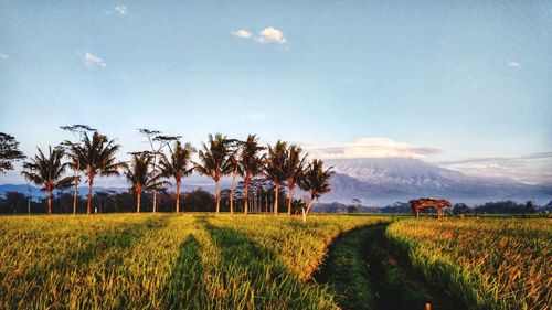 Scenic view of agricultural field against sky