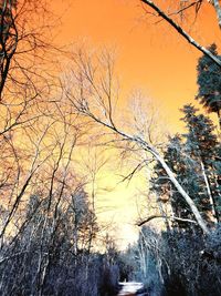 Low angle view of bare trees in winter
