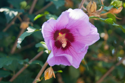 Close-up of purple flowering plant
