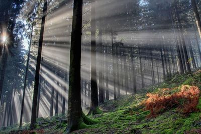 Low angle view of sunbeams amidst trees in forest