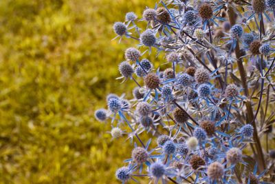 Close-up of purple flowering plant on field