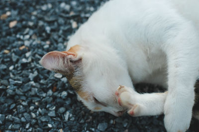 Close-up of cat