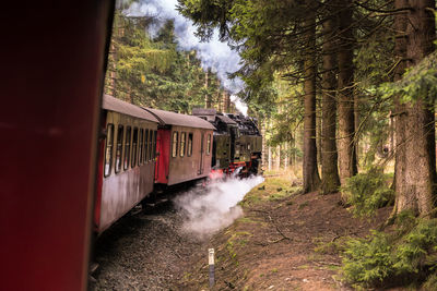 Train amidst trees in forest