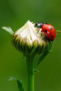 Close-up of ladybug on flower