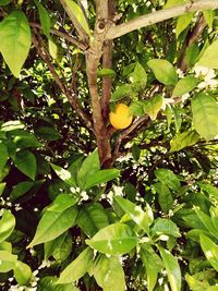 Low angle view of fruits hanging on tree