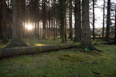 Trees in forest