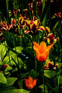 Close-up of red flowering plants in park