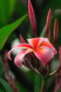 Close-up of red rose flower