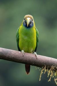 Close-up of bird perching on branch