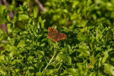 Butterfly on plant