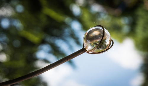 Close-up of bubble on tree