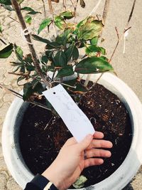 High angle view of woman holding potted plant