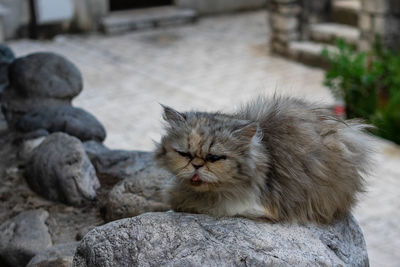 Cat sitting on rock