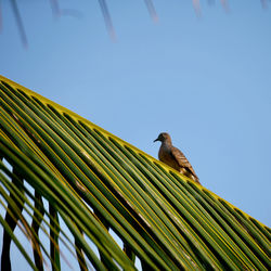 Low angle view of bird perching on palm tree against sky