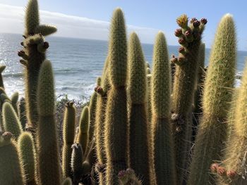 Close-up of cactus against the sea and sky