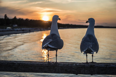 Seagull perching on a beach