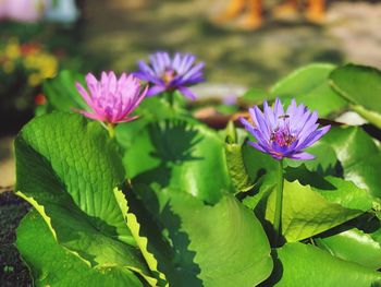 Close-up of purple water lily