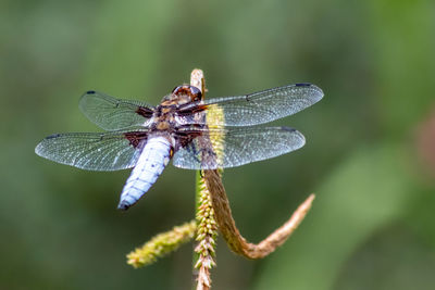 Close-up of dragonfly on leaf