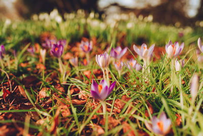 Close-up of purple crocus flowers on field
