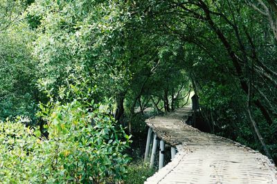 Footpath amidst trees in forest