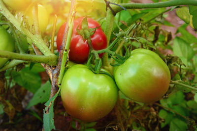 Close-up of tomatoes on plant