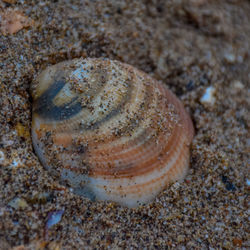 Close-up of crab on sand