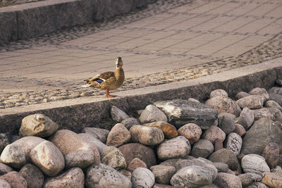 The duck walks along the embankment.